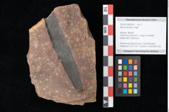 Foto (Objekt + Etikett) von Myrica lignitum Unger (NHMW-GEO-2024-0188-0543)